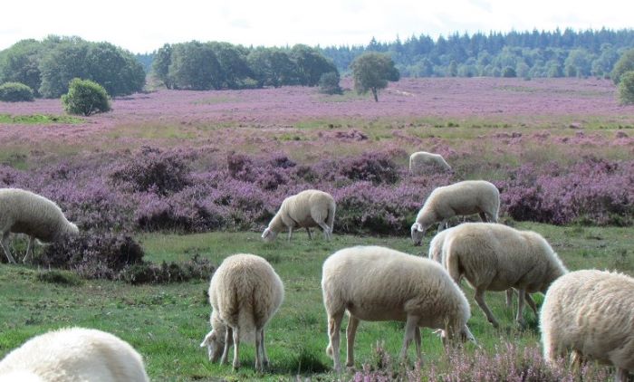 Bloeiende heide