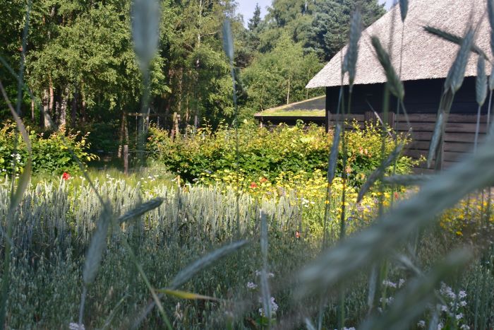 Tuin