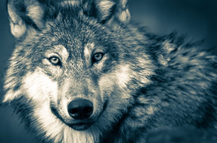 Wolf